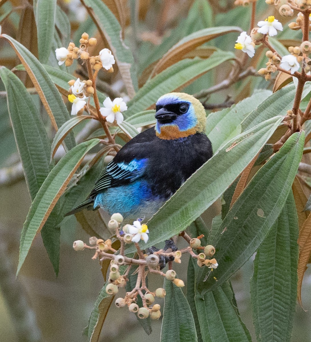 Golden-hooded Tanager - Tracy Kaminer
