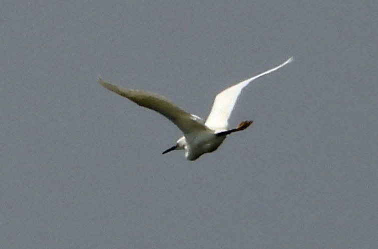 Snowy Egret - Mark Penkower