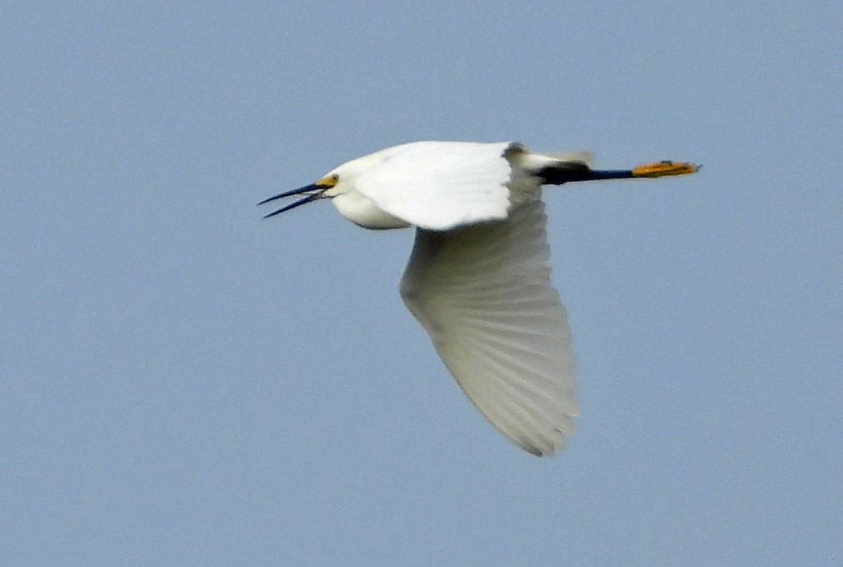 Snowy Egret - Mark Penkower