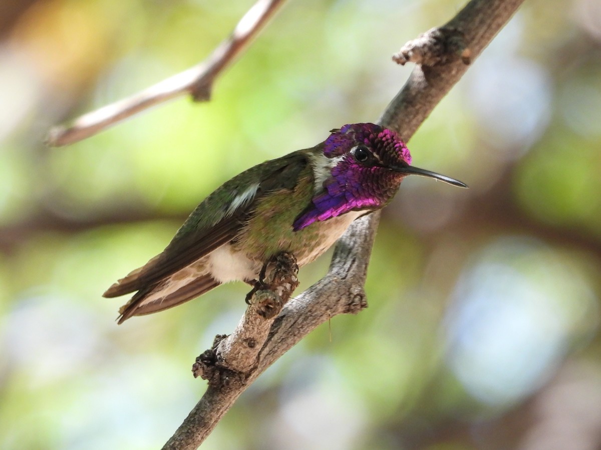 Costa's Hummingbird - ML618904050