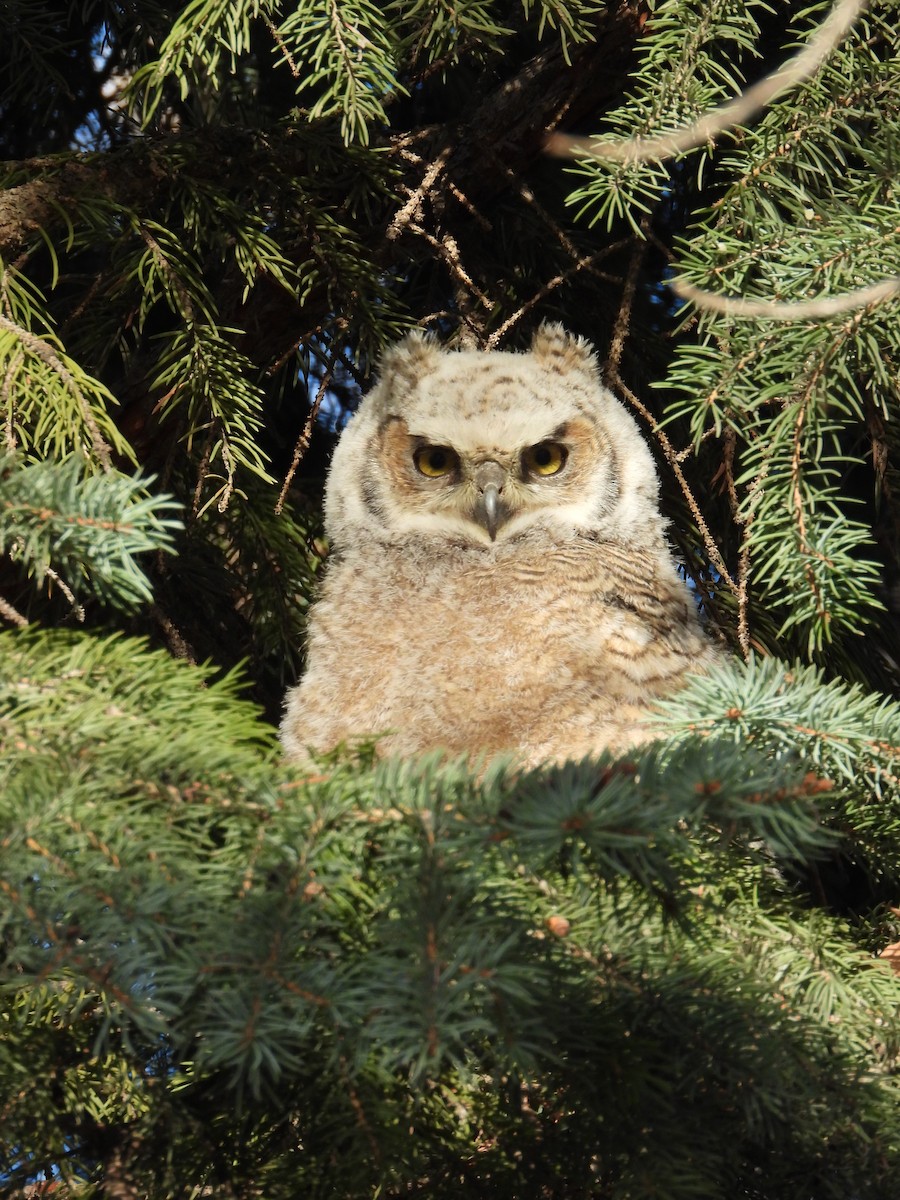 Great Horned Owl - ML618904071