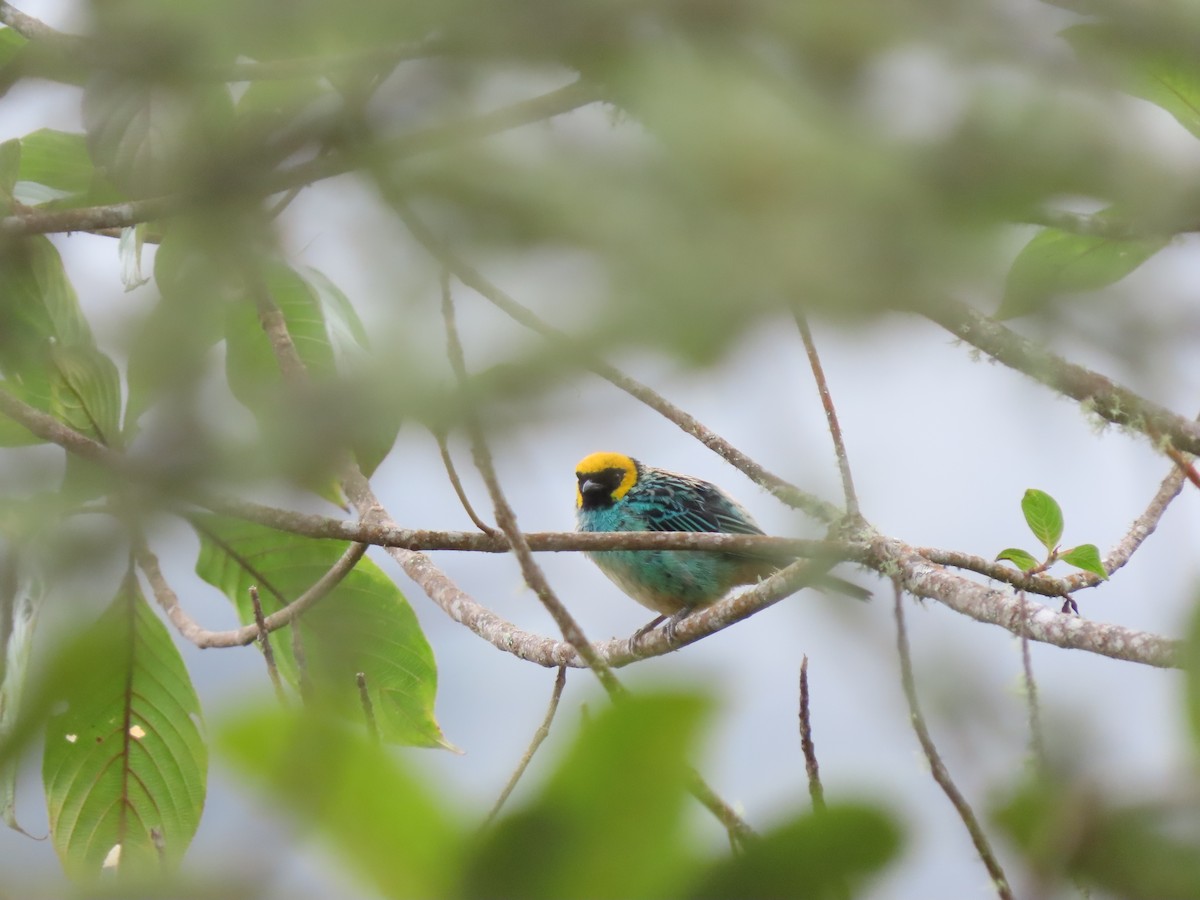 Saffron-crowned Tanager - ML618904072