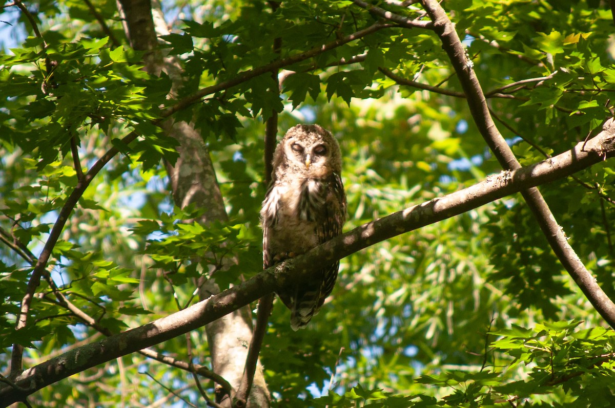 Barred Owl - ML618904088