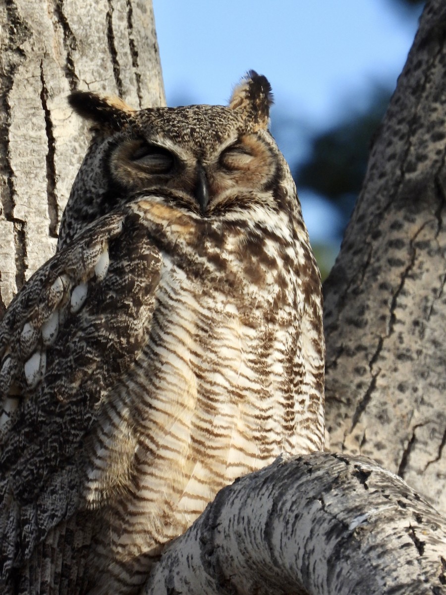 Great Horned Owl - ML618904103