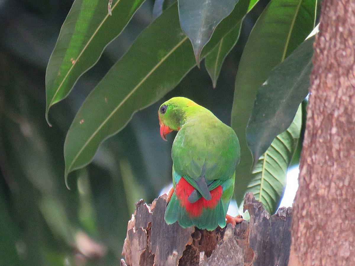 Philippine Hanging-Parrot - Breyden Beeke