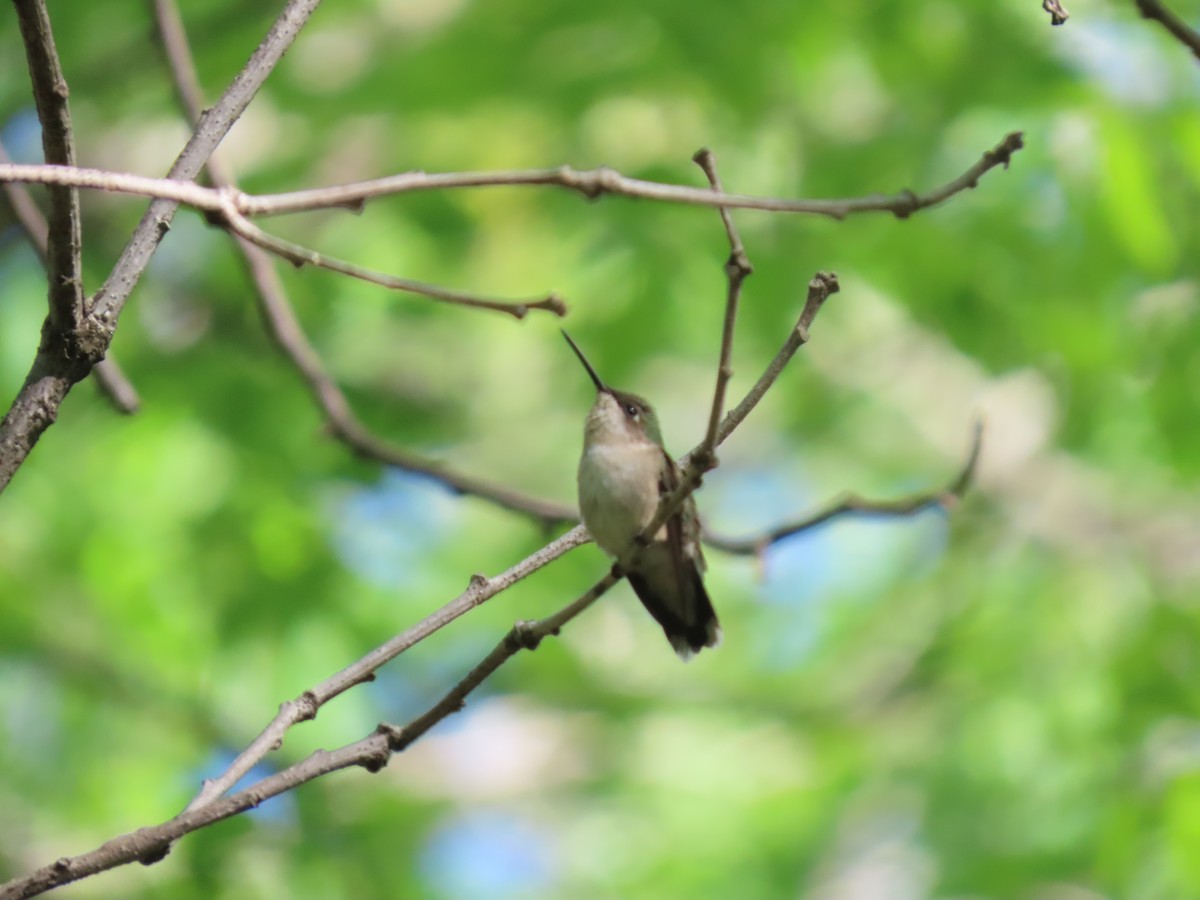 Ruby-throated Hummingbird - Kathy Carroll