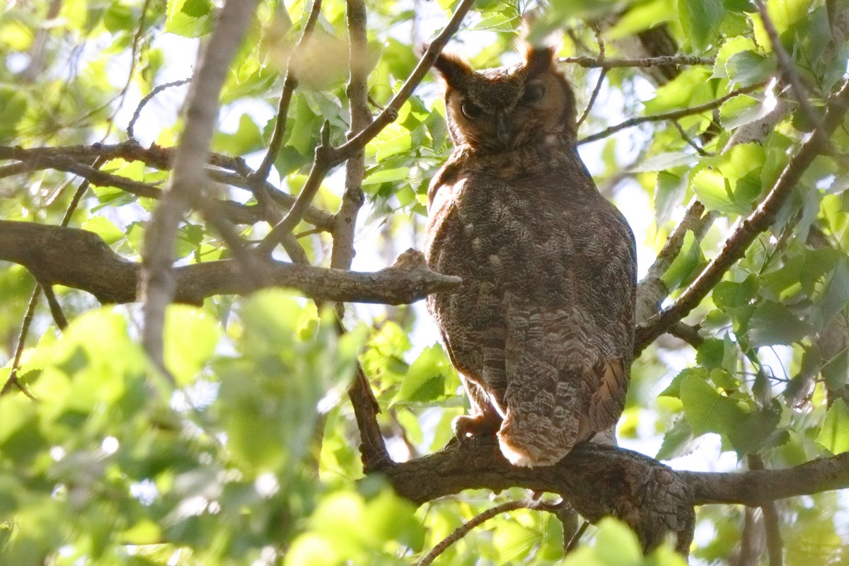 Great Horned Owl - ML618904180