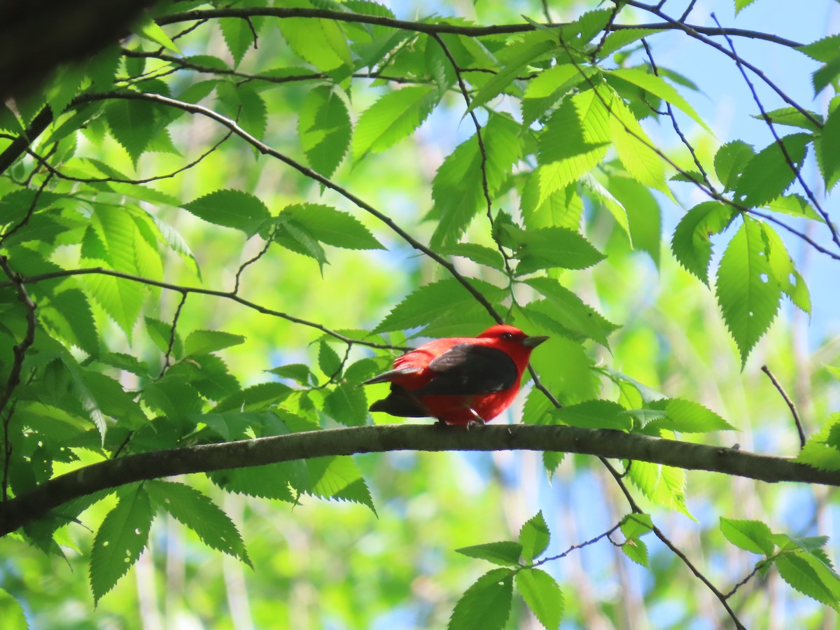 Scarlet Tanager - ML618904255