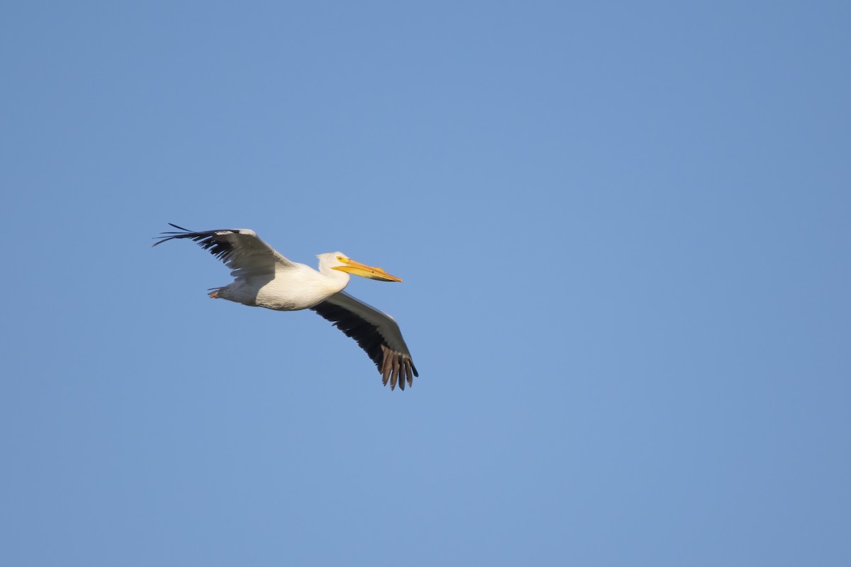 American White Pelican - ML618904259