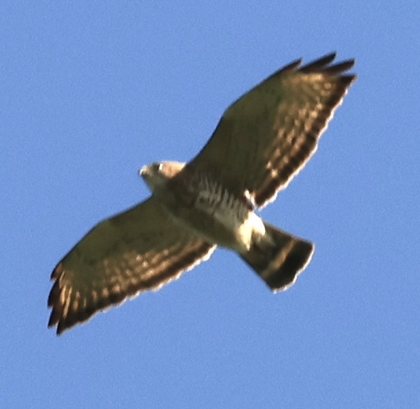 Broad-winged Hawk - ML618904281