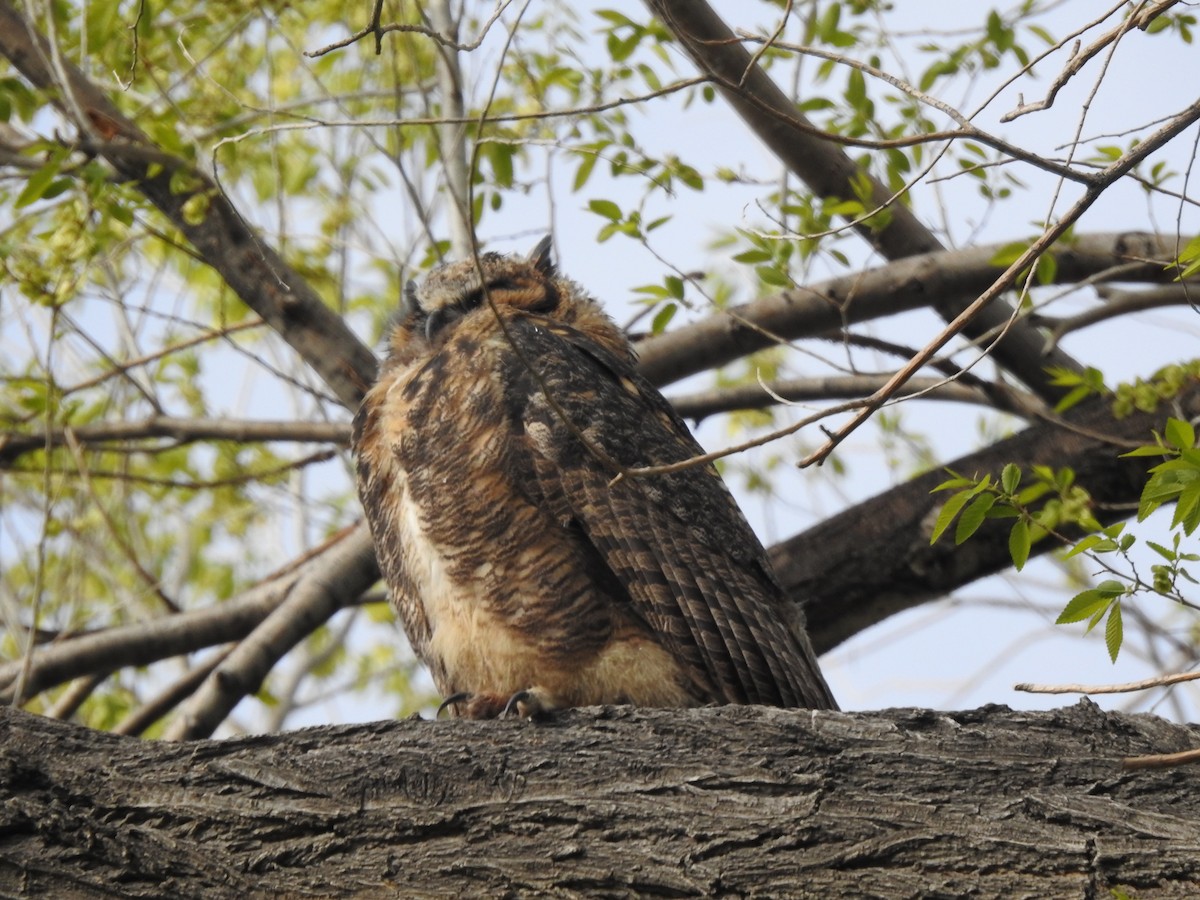 Great Horned Owl - ML618904316