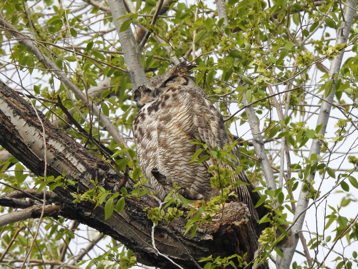 Great Horned Owl - ML618904317