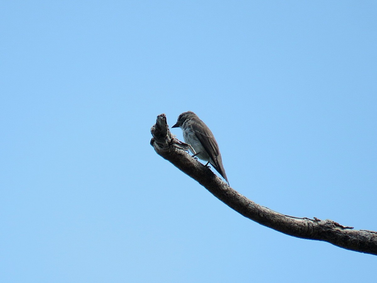 Gray-streaked Flycatcher - Breyden Beeke