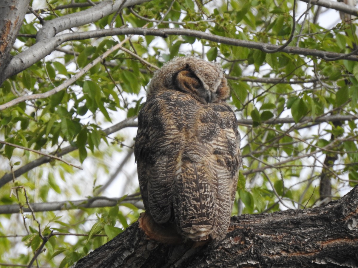 Great Horned Owl - ML618904326