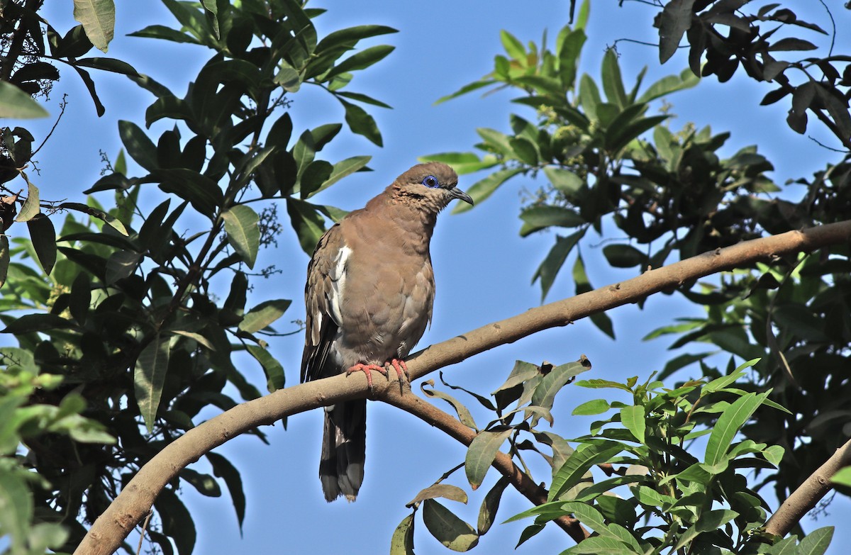 West Peruvian Dove - ML618904335