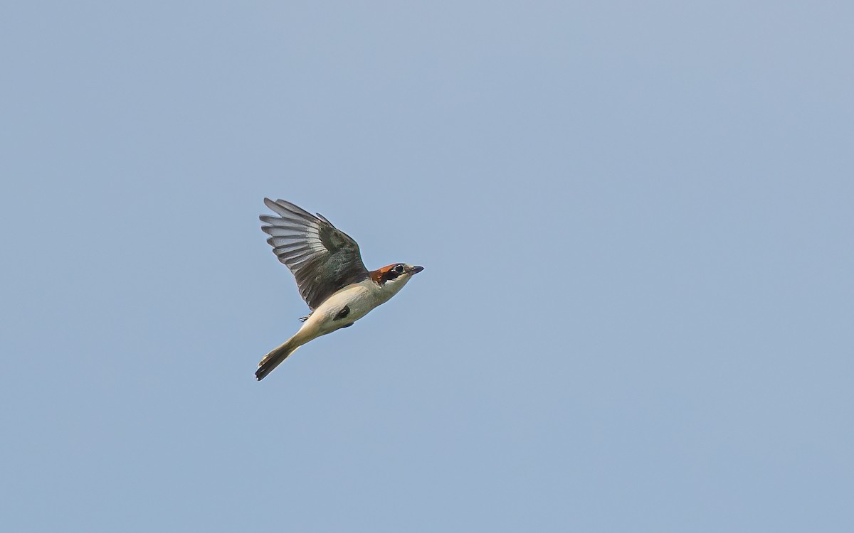 Woodchat Shrike (Western) - Wouter Van Gasse
