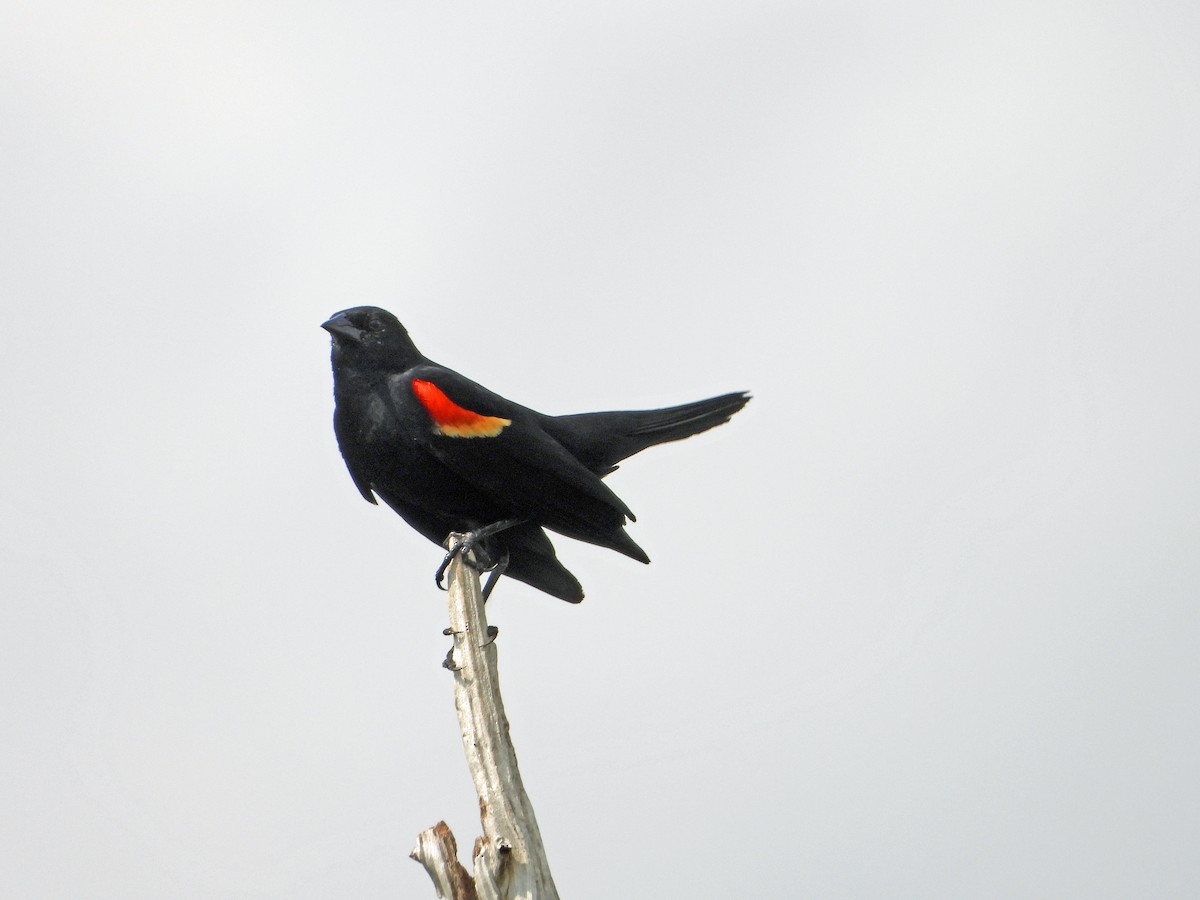 Red-winged Blackbird - ML618904533