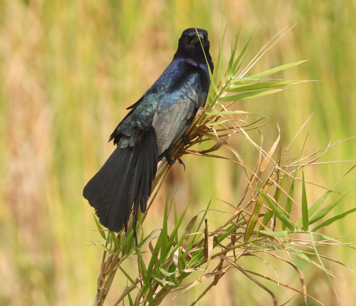Boat-tailed Grackle - ML618904608
