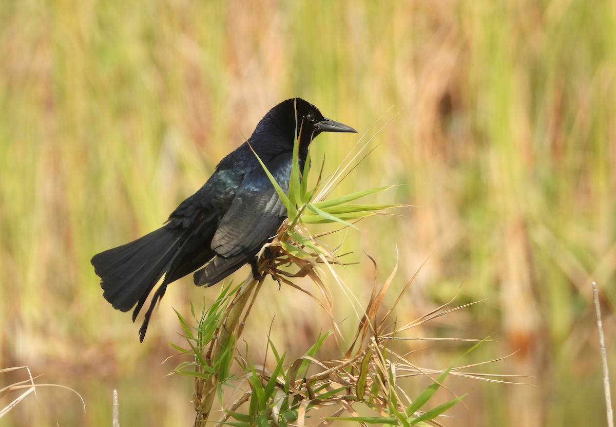 Boat-tailed Grackle - ML618904609