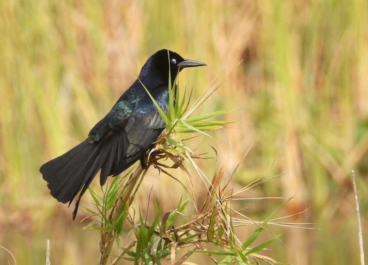 Boat-tailed Grackle - ML618904610