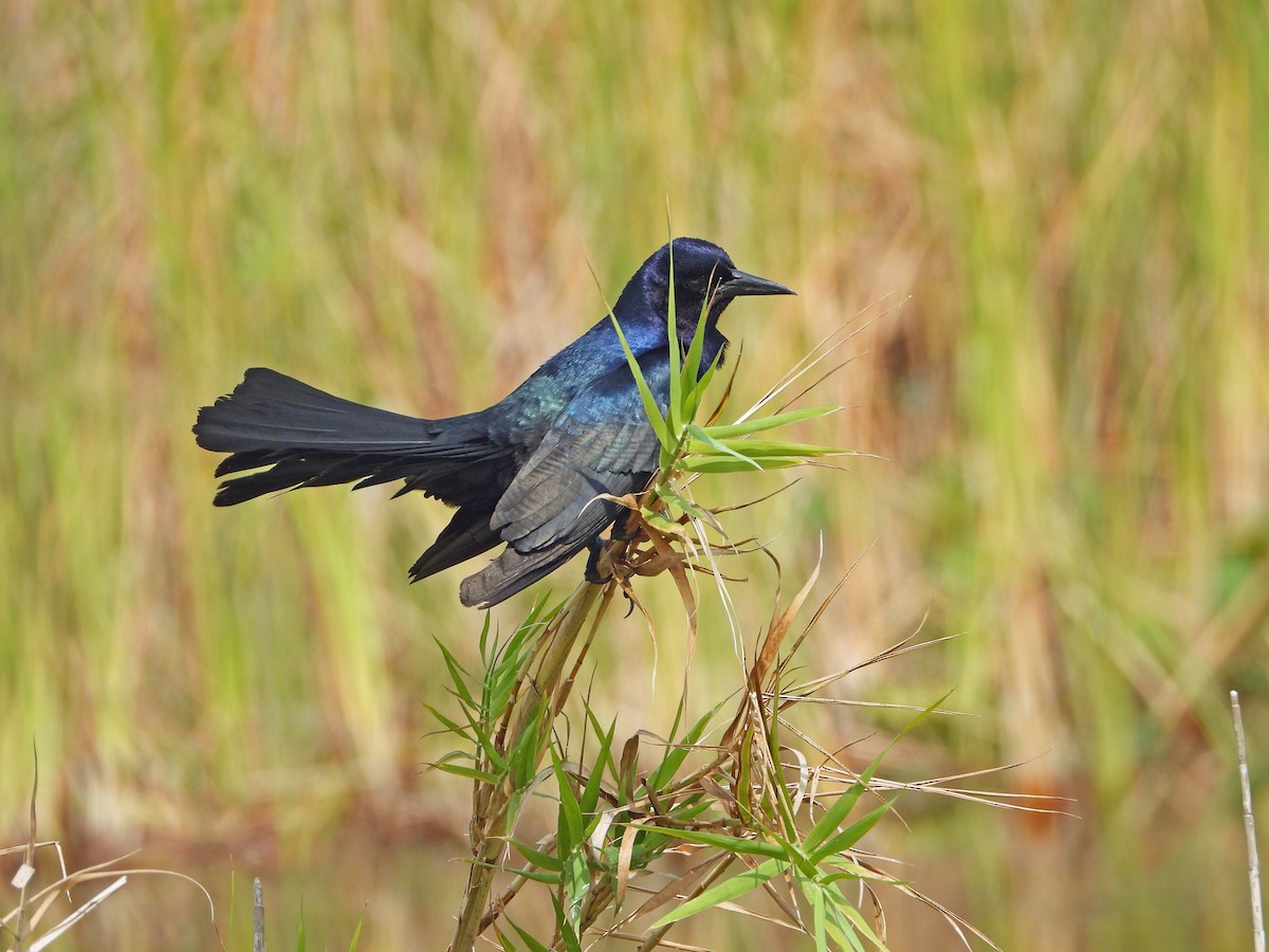 Boat-tailed Grackle - ML618904612