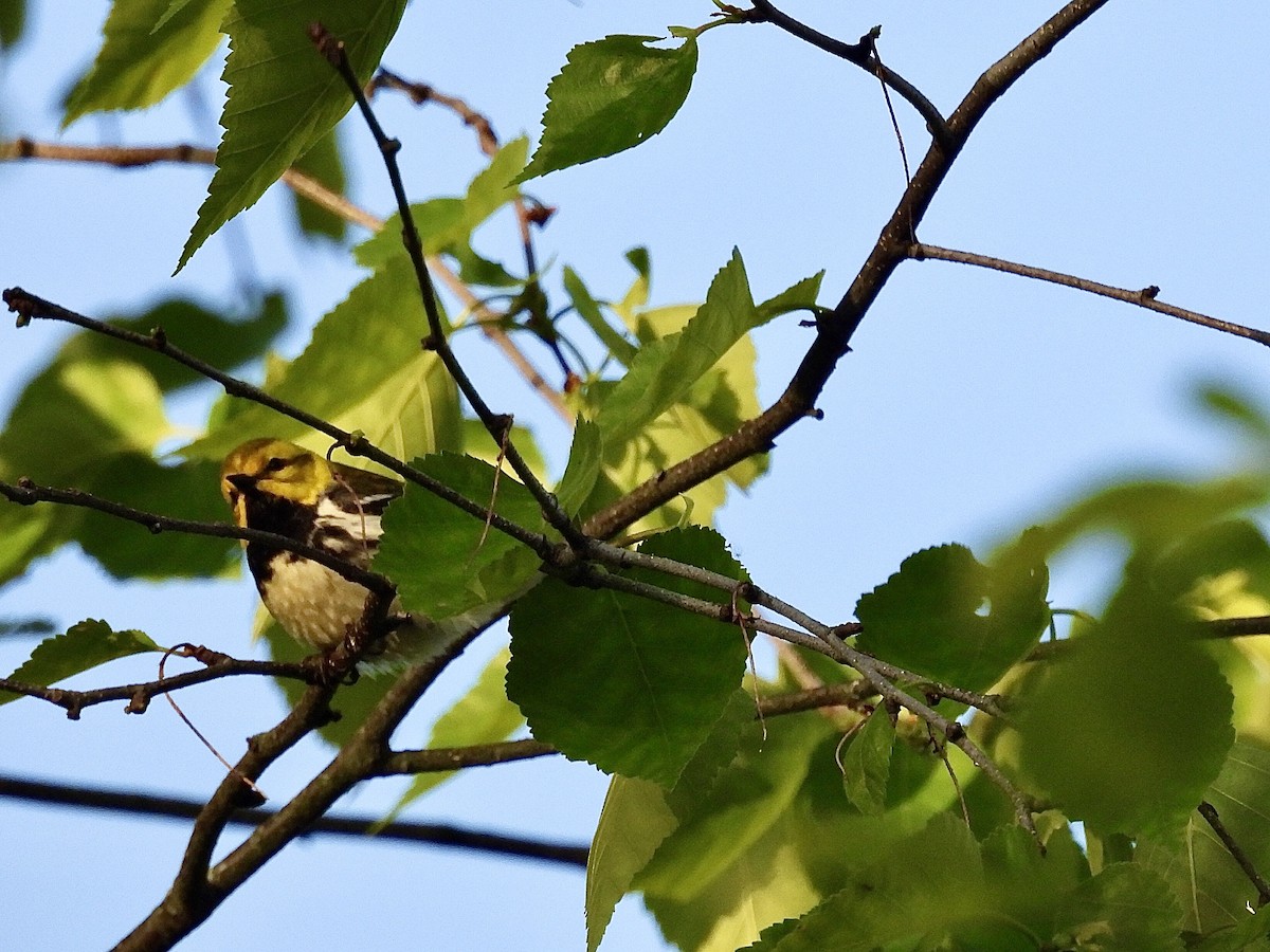 Black-throated Green Warbler - ML618904634