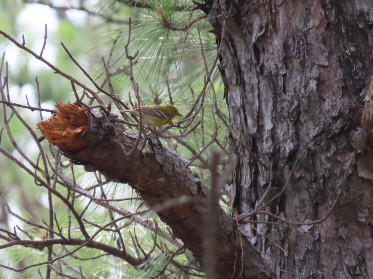 Pine Warbler - Herky Birder