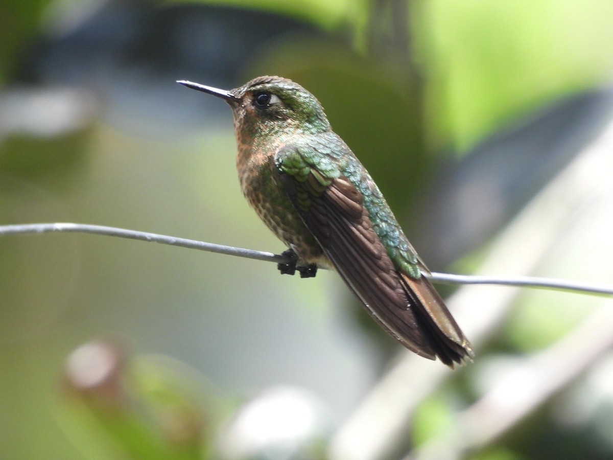 kolibřík dřišťálový - ML618904690
