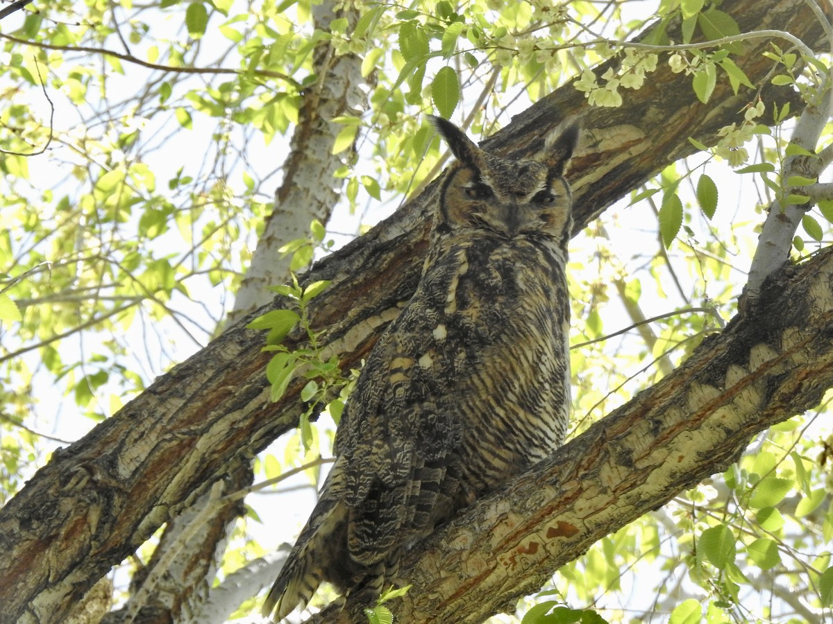 Great Horned Owl - ML618904701