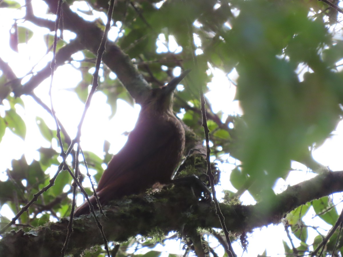Strong-billed Woodcreeper - ML618904728