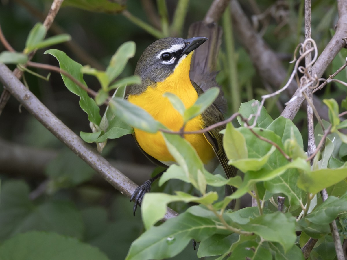 Yellow-breasted Chat - ML618904749