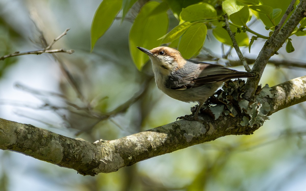 Brown-headed Nuthatch - ML618904770