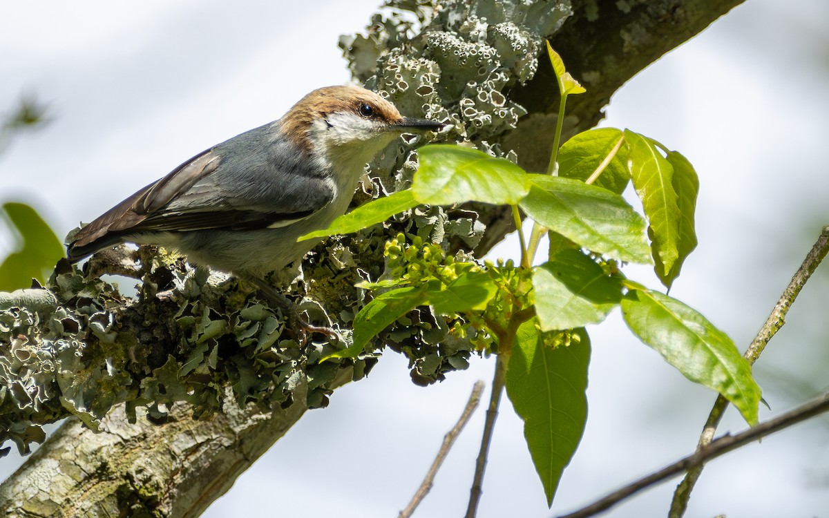 Brown-headed Nuthatch - ML618904771