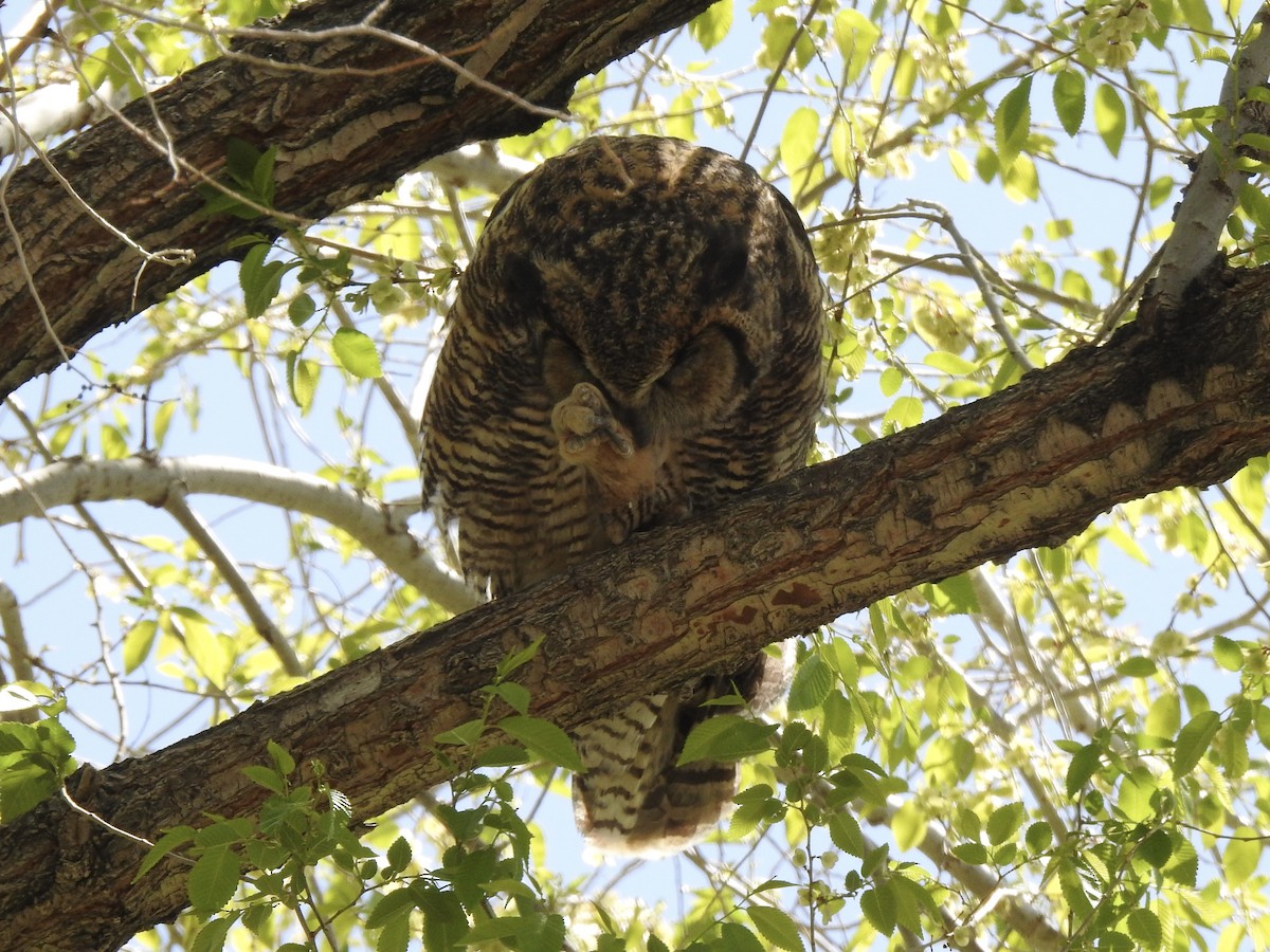 Great Horned Owl - ML618904778