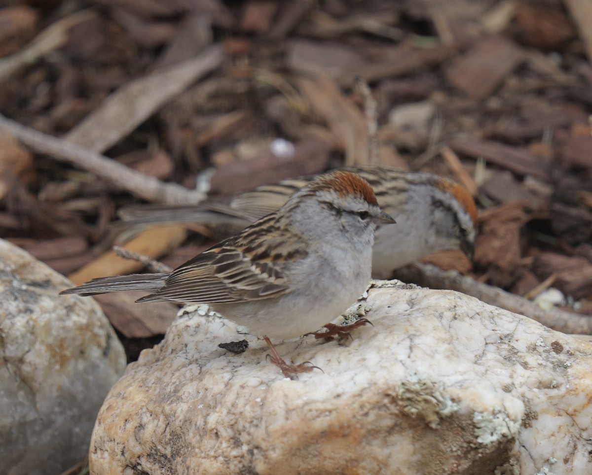 Chipping Sparrow - Bob D'Antonio
