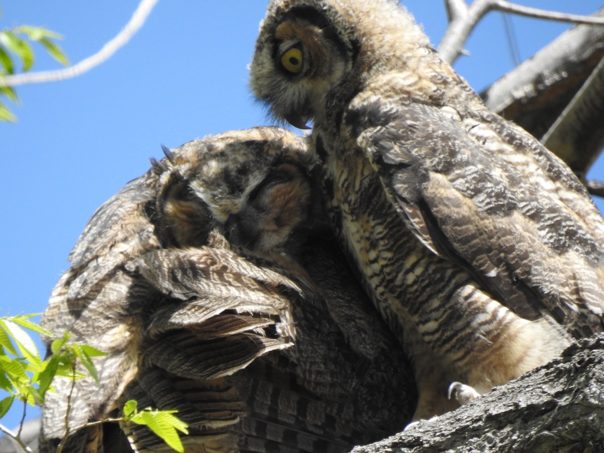 Great Horned Owl - ML618904781