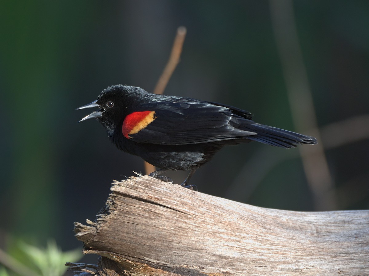 Red-winged Blackbird - Kevin Krebs