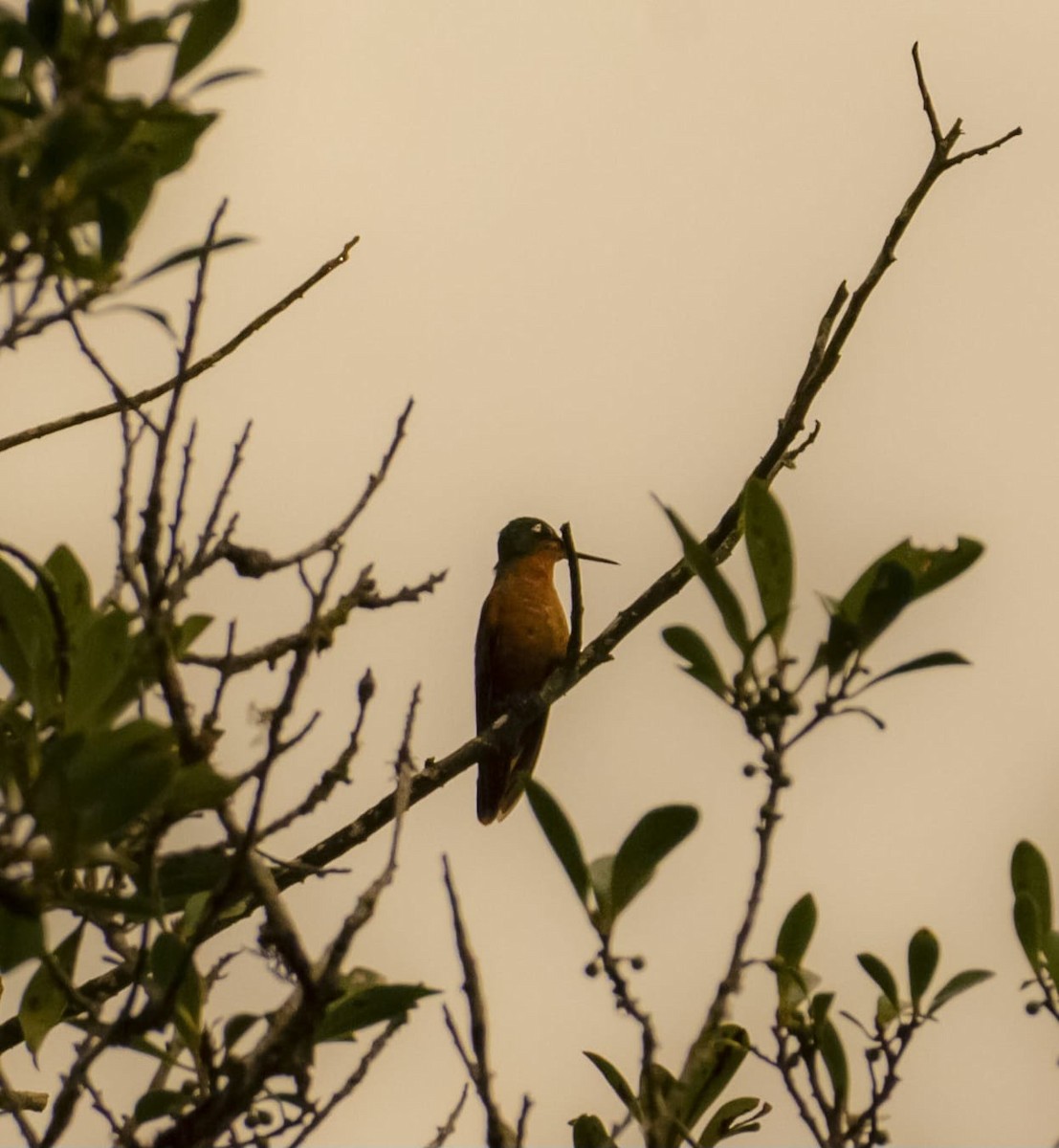 kolibřík brazilský - ML618904834