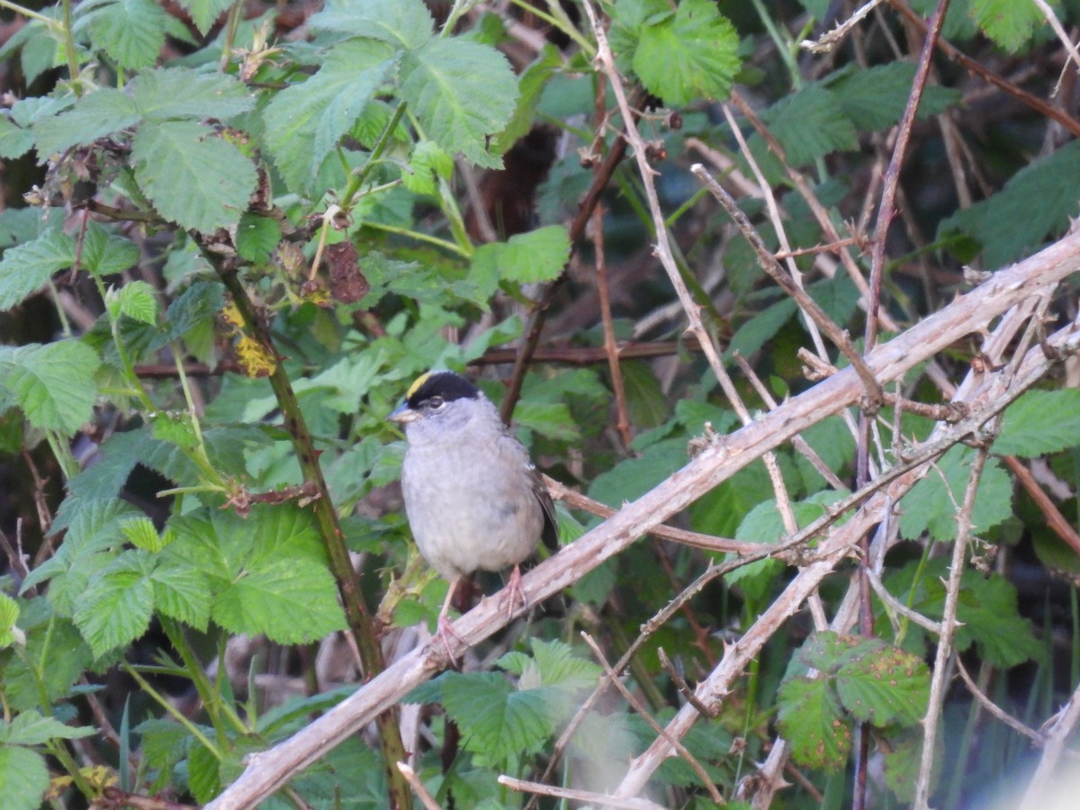 Golden-crowned Sparrow - ML618904849