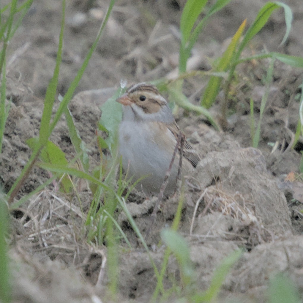 Clay-colored Sparrow - ML618904893