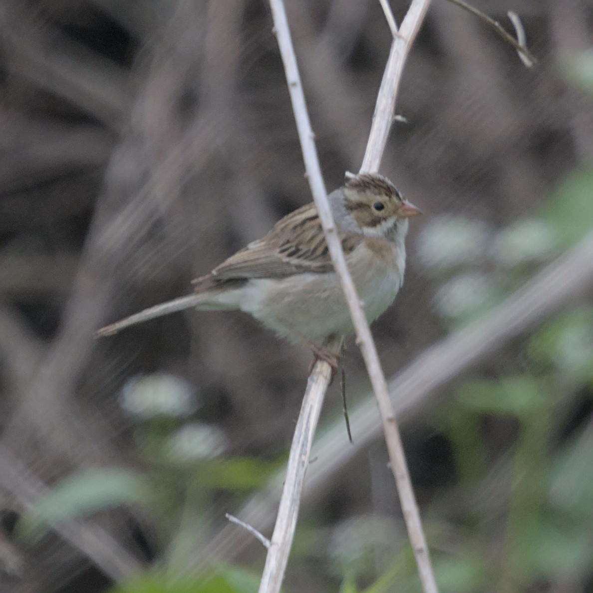 Clay-colored Sparrow - ML618904894