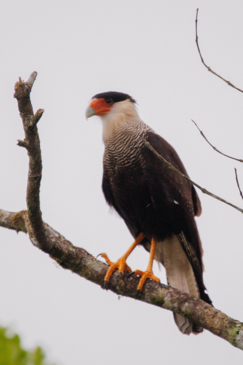 Crested Caracara (Southern) - ML618904952