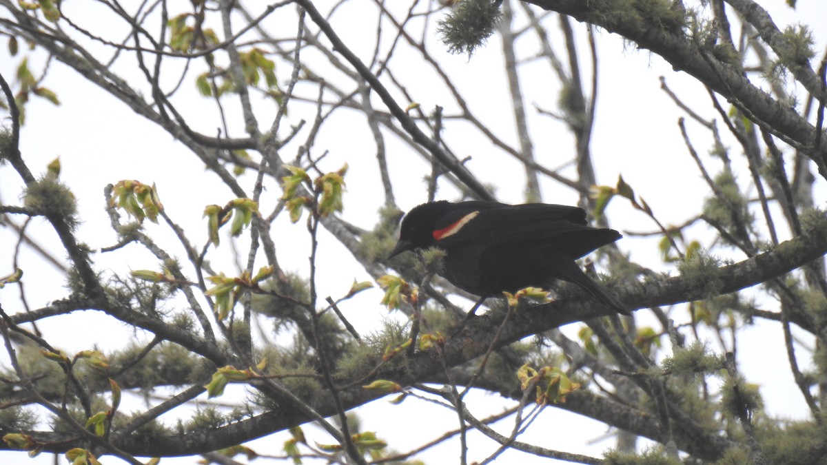 Red-winged Blackbird - ML618904959