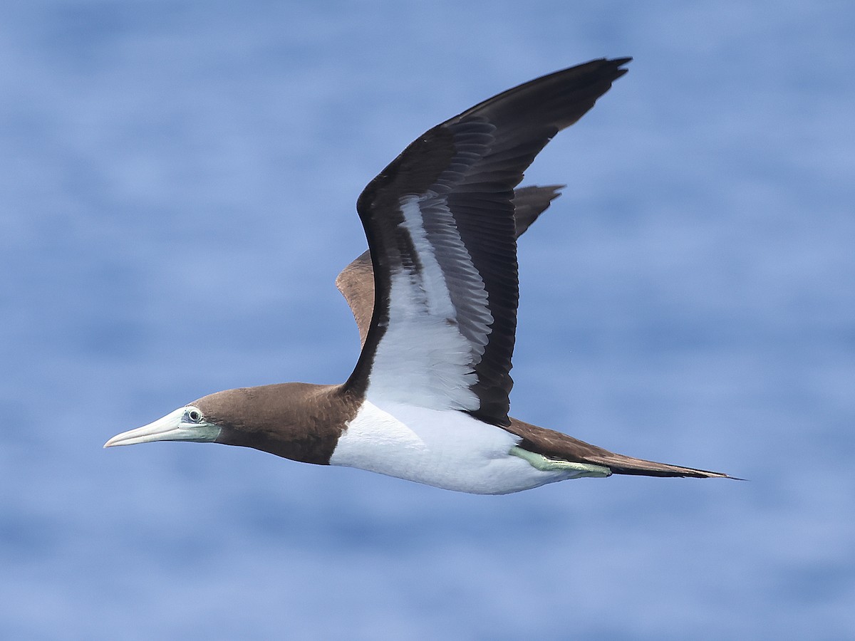 Brown Booby (Brewster's) - ML618904968