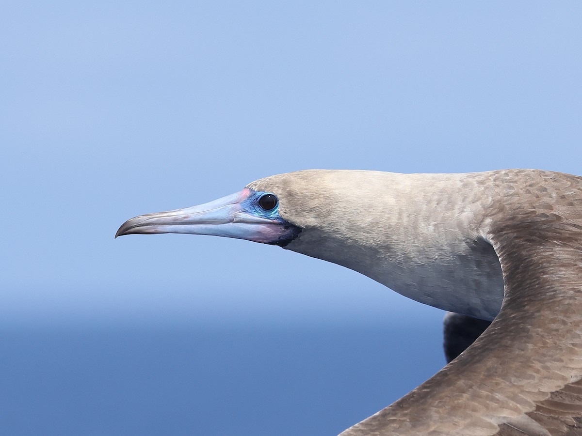 Red-footed Booby - ML618905000