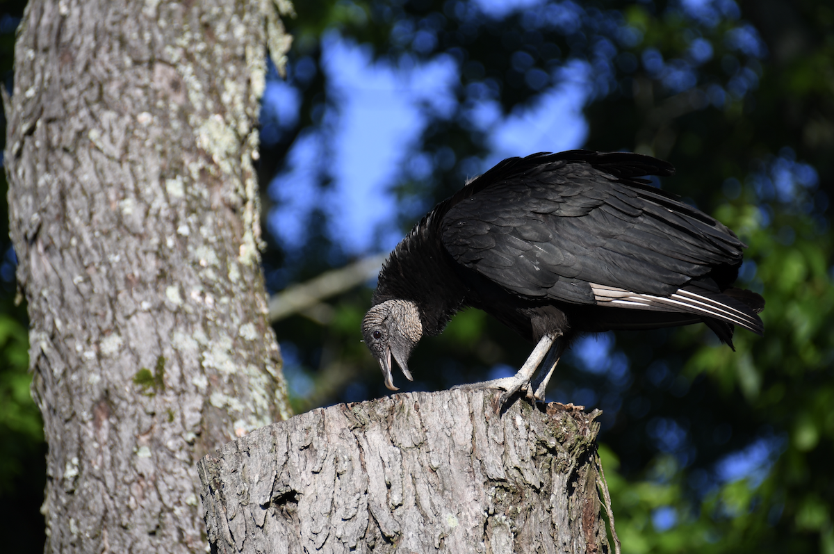 Black Vulture - Brady Wilson