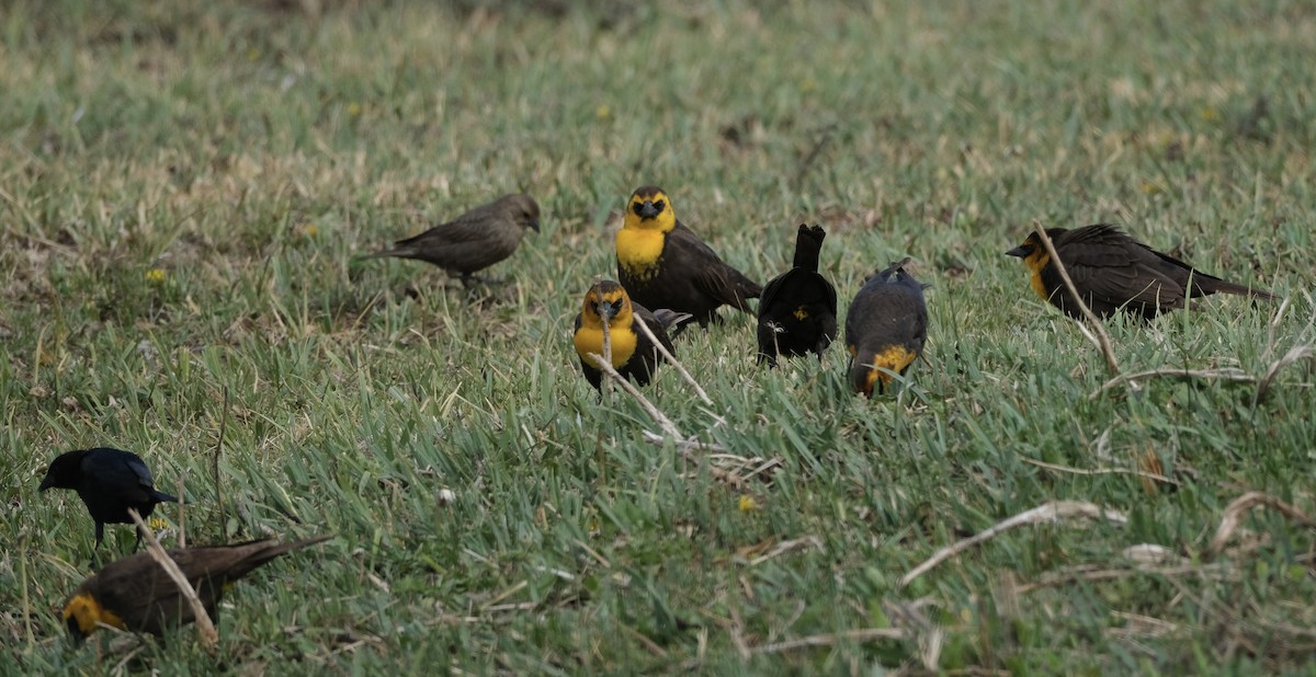 Yellow-headed Blackbird - ML618905042