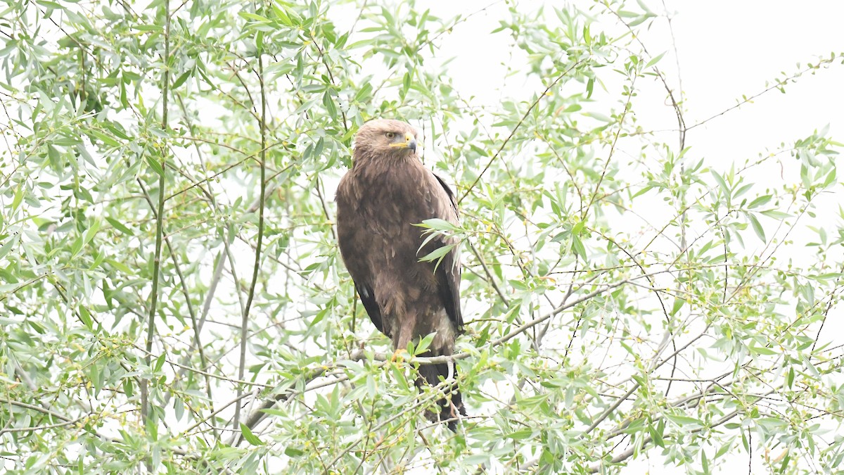 Lesser Spotted Eagle - Vlad Sladariu