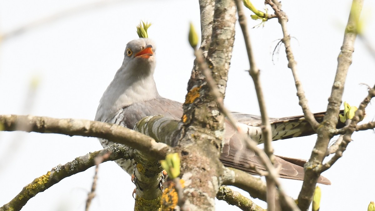Common Cuckoo - Vlad Sladariu