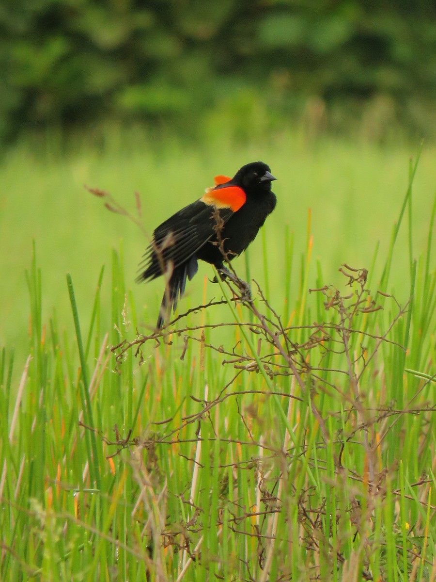 Red-winged Blackbird - ML618905111